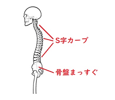 正しい骨盤と背骨の関係