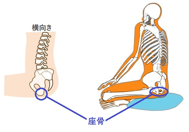 正しい座るためのポイント３）座骨で座面を押し、その反動で背筋を伸ばす